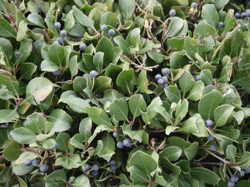 Blueberry Bush Under Sunlight with Green Leaves Stock Image Image of diet, food 169903343