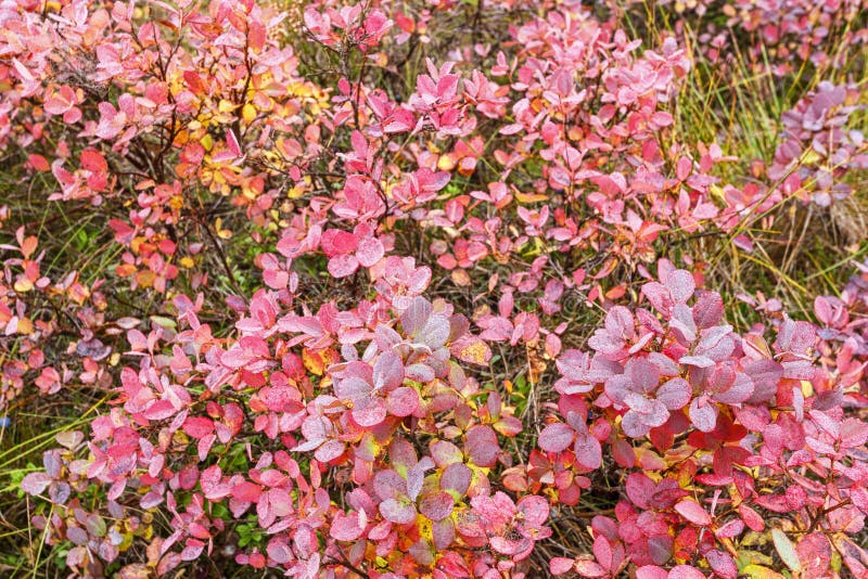 Blueberry Bushes with Red Leaves in Autumn Stock Image Image of color