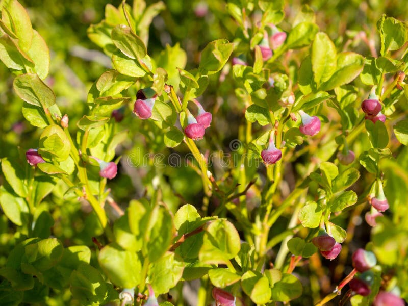 Blueberry Bushes with Young Berries Stock Photo Image of forest