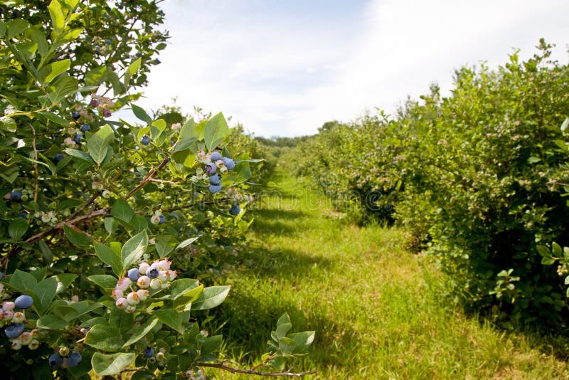 Blueberry Farm