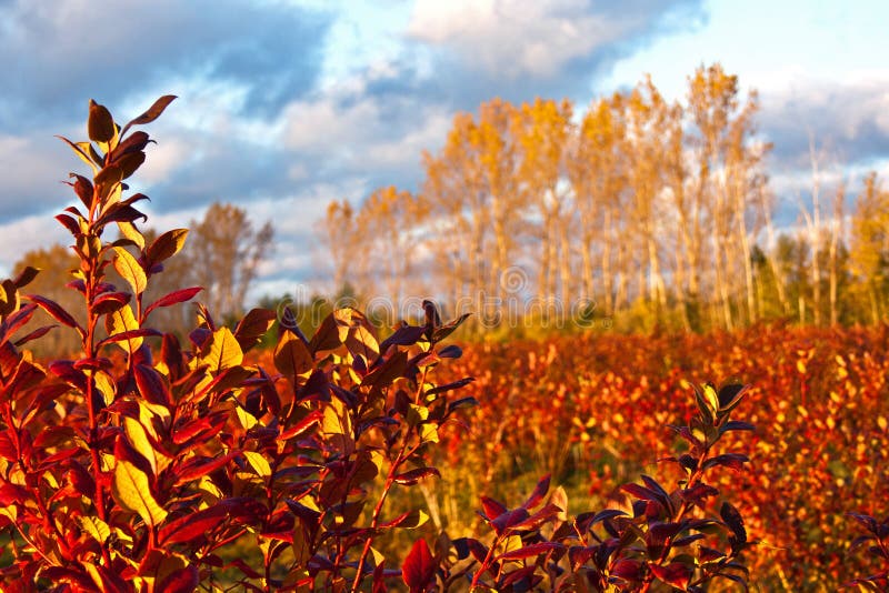 Blueberry field in autumn