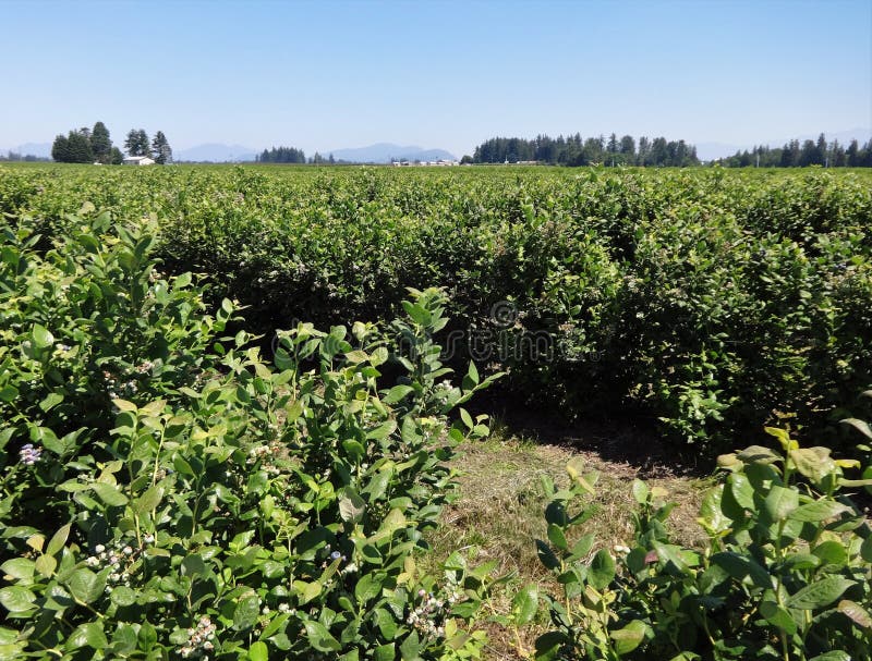 Blueberry field in summer stock photo. Image of farming 102669896