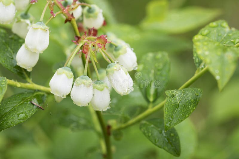 Blueberry Flowers Covered in Dew Stock Photo Image of blueberry