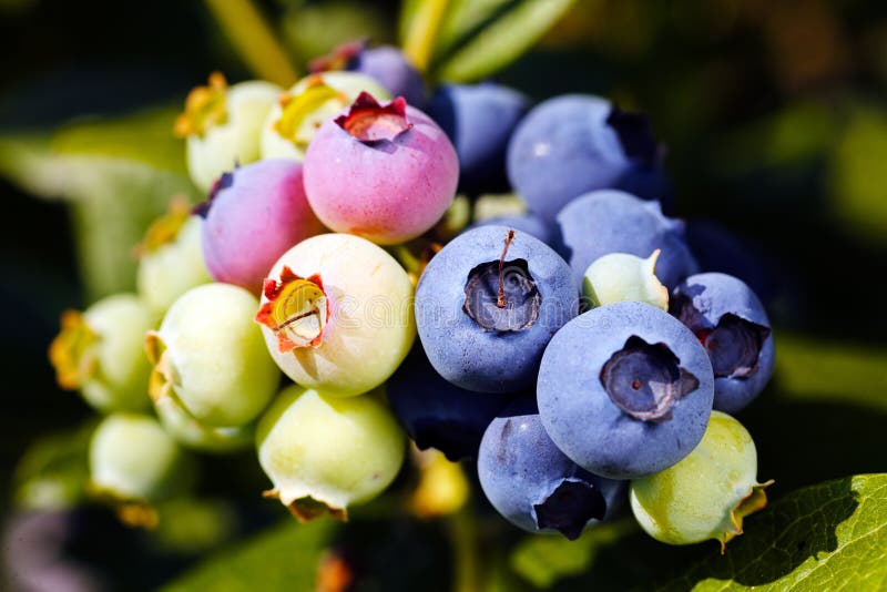 Blueberry Fruit on the Branch Stock Photo Image of fresh, ripe 73258882