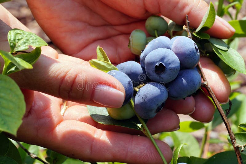 Blueberry with huge fruits of the Darrow variety. A bunch of fruit in a woman`s hand