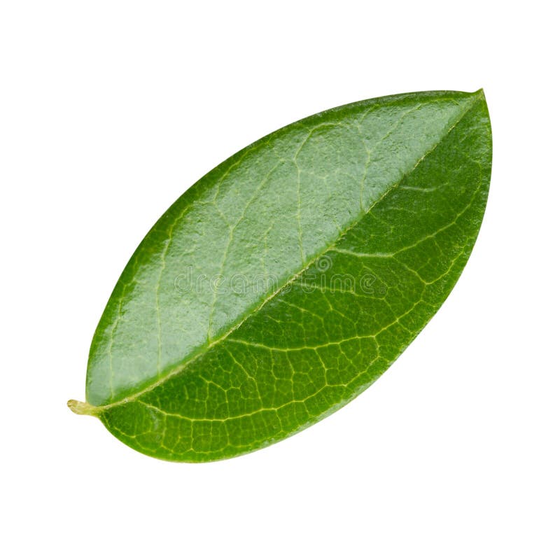 Blueberry Leaf Isolated on White Background Stock Photo Image of