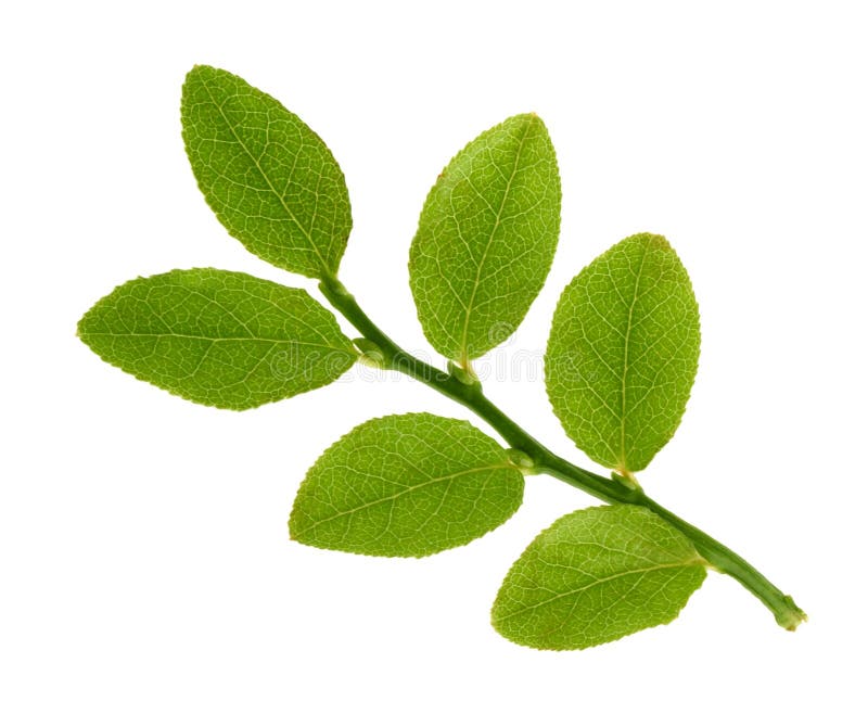 Blueberry leaves isolated without shadow royalty free stock photography