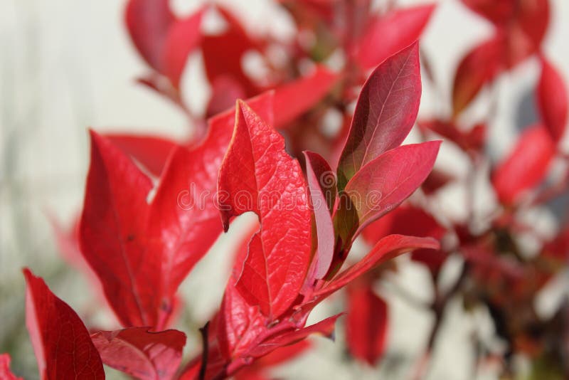 Blueberry Leaves Turning Red in Fall Stock Photo Image of fresh, beautiful 164862068