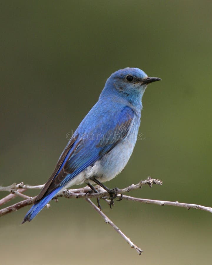 Bluebird empoleirado imagem de stock royalty free Bluebird empoleirado imagem de stock royalty free