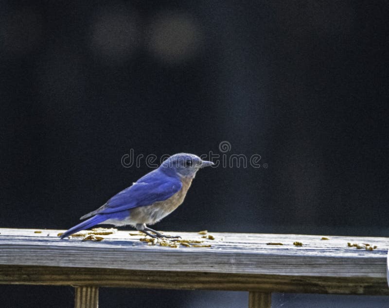 download feeding bluebirds mealworms download feeding bluebirds mealworms