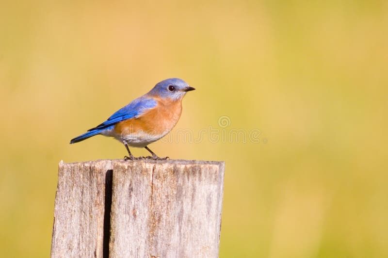 Bluebird on a fencepost royalty free stock photos Bluebird on a fencepost royalty free stock photos