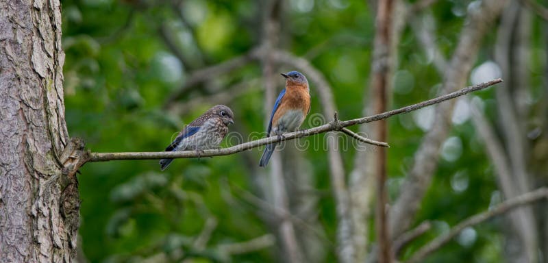 Bluebird and Fledgling