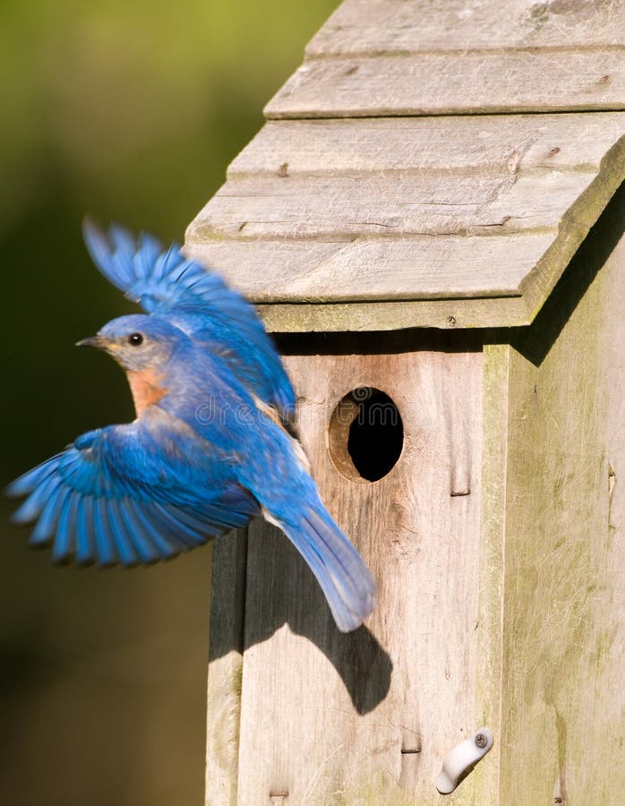 Bluebird leaving the birdhouse royalty free stock photography Bluebird leaving the birdhouse royalty free stock photography
