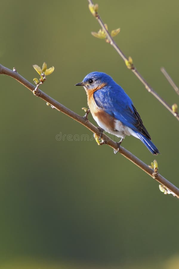 Bluebird oriental masculino imagem de stock royalty free Bluebird oriental masculino imagem de stock royalty free