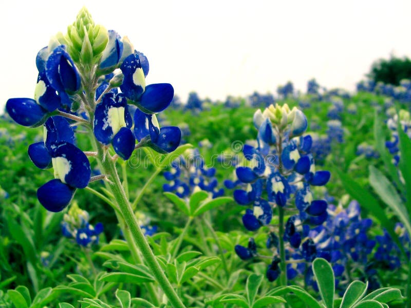 Bluebonnet Bluebonnet