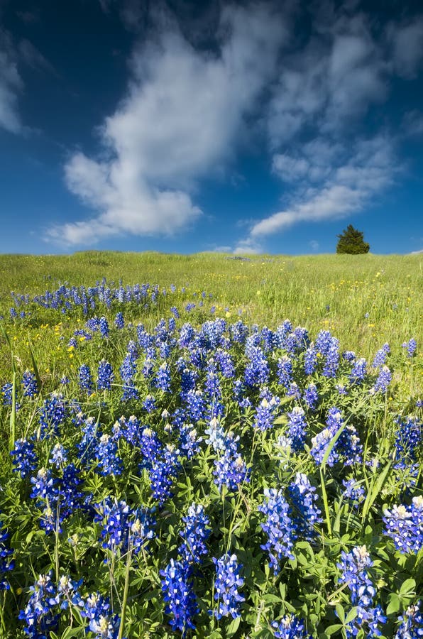 Bluebonnet Fields in Palmer, TX stock photos