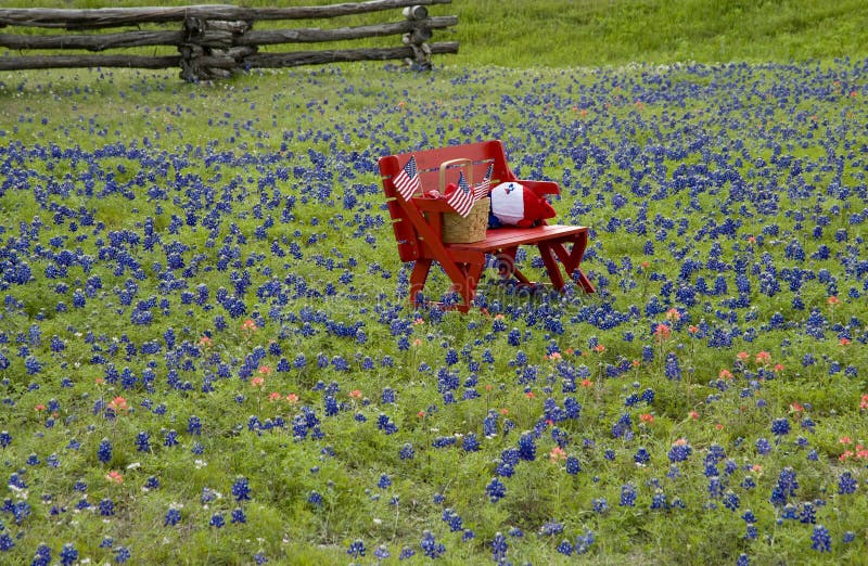 Bluebonnets photos stock Bluebonnets photos stock
