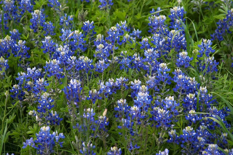 Bluebonnets royalty free stock images