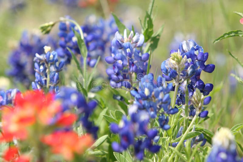 Bluebonnets stock photos