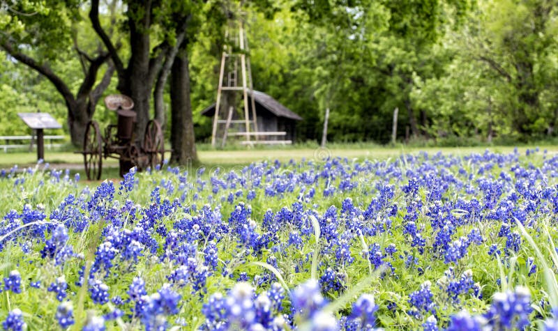 Bluebonnets Blossom In A Texas State Park