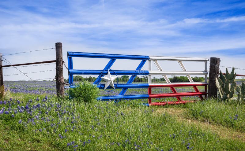 Bluebonnets de Texas ao longo de uma cerca na mola