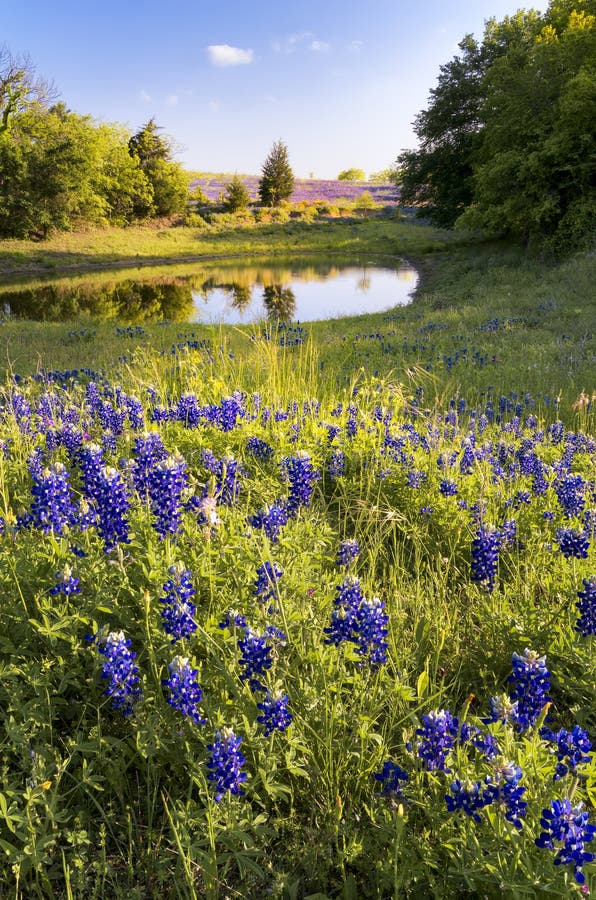 Bluebonnets devant un étang photographie stock Bluebonnets devant un étang photographie stock
