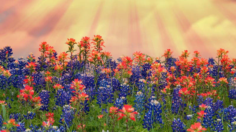 Bluebonnets di Texas e wildflowers del pennello indiano che fioriscono sul prato in primavera immagini stock Bluebonnets di Texas e wildflowers del pennello indiano che fioriscono sul prato in primavera immagini stock