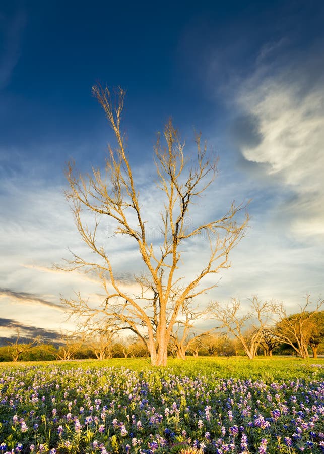 Bluebonnets in het Land van de Heuvel van Texas royalty-vrije stock fotografie Bluebonnets in het Land van de Heuvel van Texas royalty-vrije stock fotografie