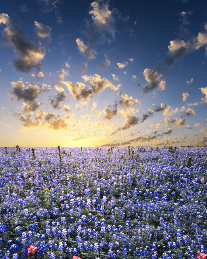 Bluebonnets no país do monte de Texas foto de stock royalty free Bluebonnets no país do monte de Texas foto de stock royalty free