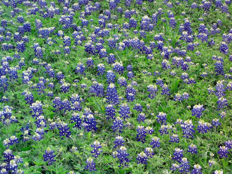 bluebonnets pole obrazy royalty free bluebonnets pole obrazy royalty free
