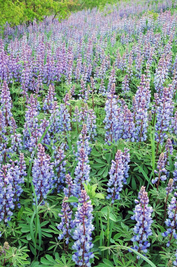 Bluebonnets in spring bloom