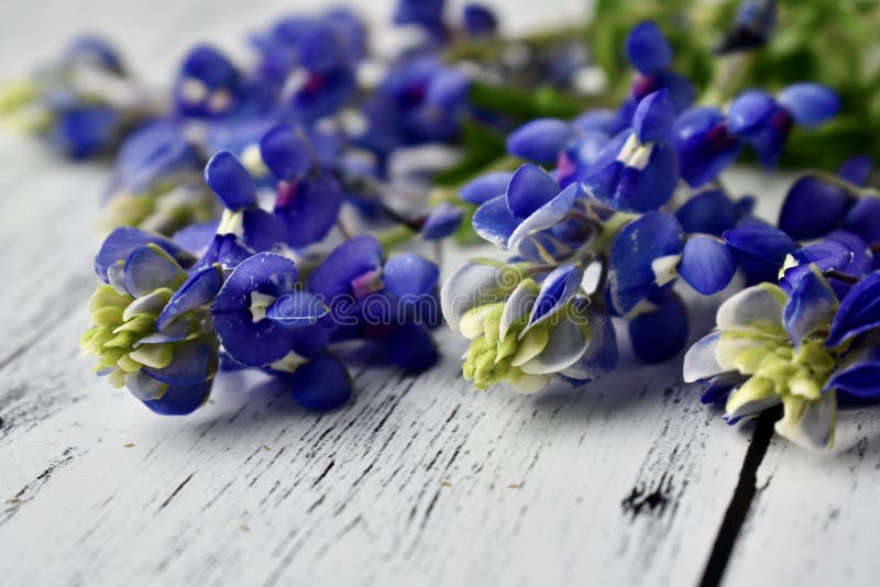 stock image. Image of white, bouquet, floral 246401041