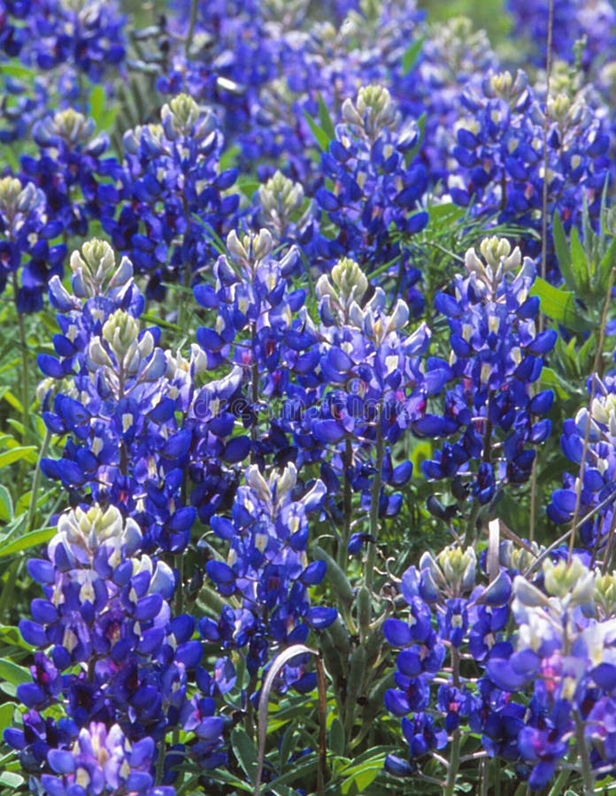 Техаса приезжают в предыдущую весну Стоковое Фото