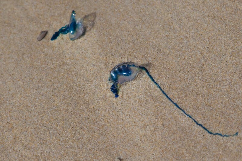 Bluebottle jellyfish