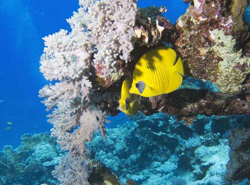 bluecheek butterflyfish faun flor czerwony morze fotografia royalty free bluecheek butterflyfish faun flor czerwony morze fotografia royalty free
