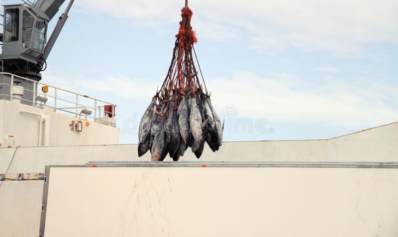 Il peschereccio di scarico del tonno rosso nel porto di Trapani, per la lavorazione e inscatolamento di prodotti a base di pesce.