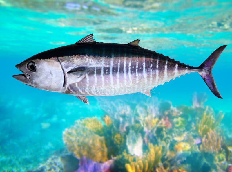 Bluefin Tuna Fish Underwater Swimming Stock Photo Image of catching