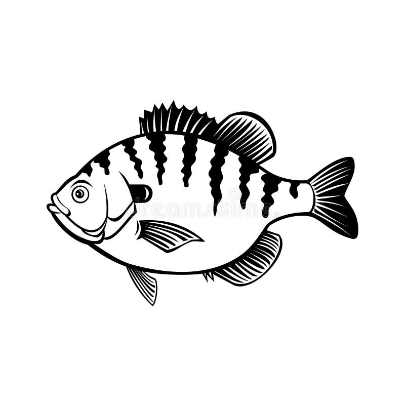 Bluegill Fish Stock Illustrations – 189 Bluegill Fish Stock Illustrations,  Vectors & Clipart - Dreamstime