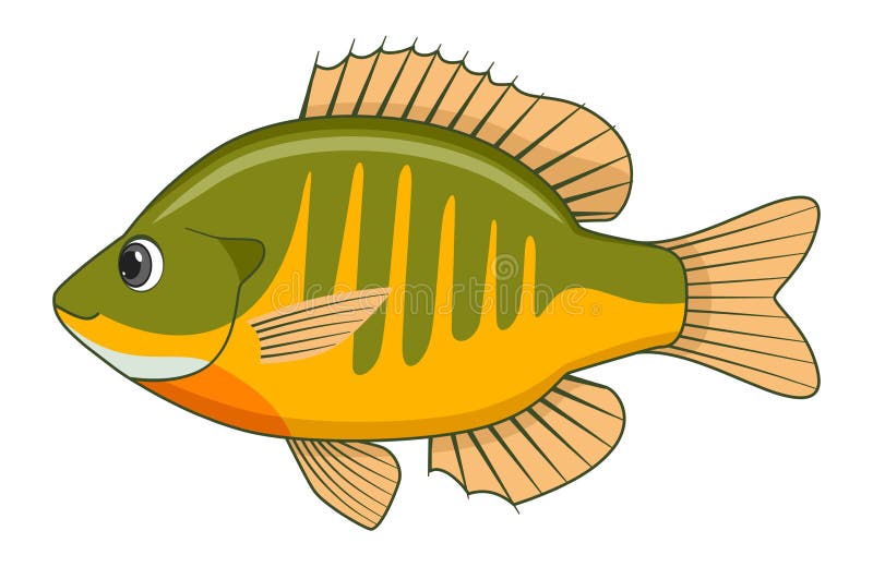 Bluegill Fish Stock Illustrations – 190 Bluegill Fish Stock Illustrations,  Vectors & Clipart - Dreamstime