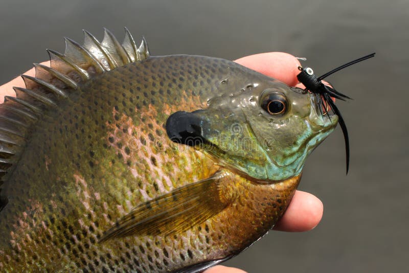 325 Panfish Stock Photos - Free & Royalty-Free Stock Photos from Dreamstime
