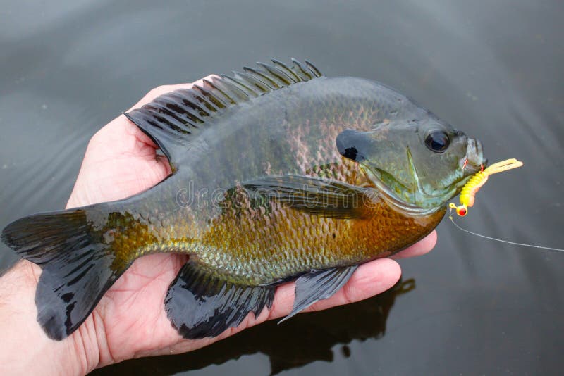 Bluegill αλιειες στο θέλγητρο στοκ φωτογραφίες με δικαίωμα ελεύθερης χρήσης