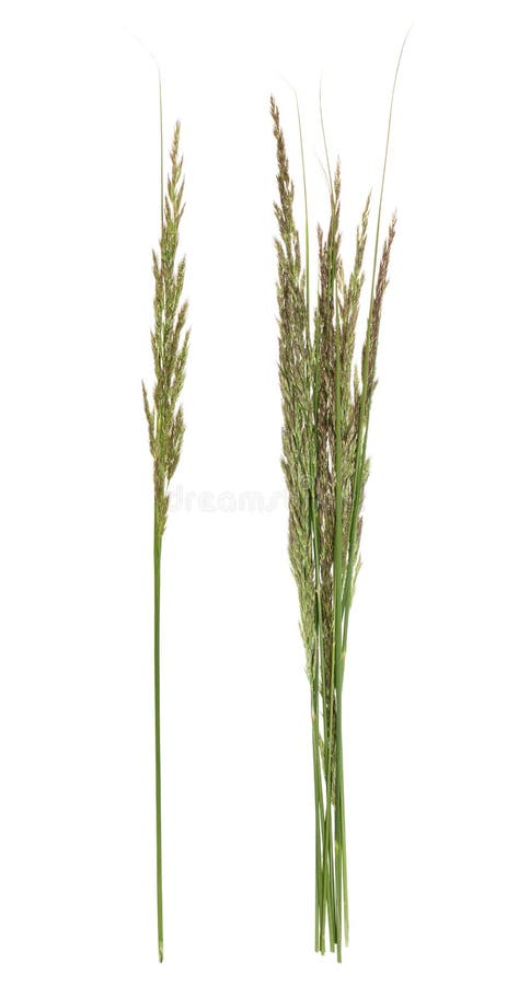 Bluegrass roślina na białym tle zdjęcia stock Bluegrass roślina na białym tle zdjęcia stock