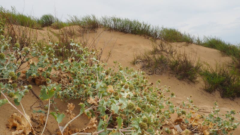 Bluehead or Eringium Eryngium, is a genus of herbaceous plants in the Umbelliferae family. Sandy places, thickets of bushes and steppes. Dunes of the Black Sea, Anapa, Vityazevo. Sandy beach and dune