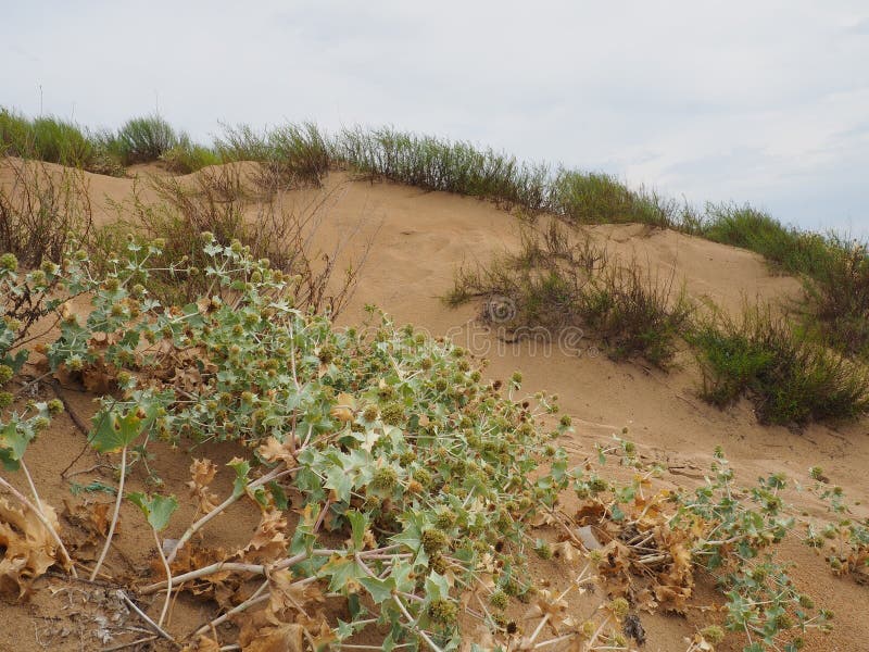 Bluehead or Eringium Eryngium, is a genus of herbaceous plants in the Umbelliferae family. Sandy places, thickets of bushes and steppes. Dunes of the Black Sea, Anapa, Vityazevo. Sandy beach and dune