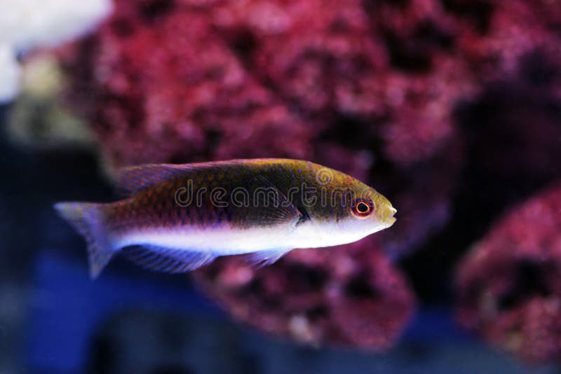 Bluehead Fairy Wrasse - Cirrhilabrus cyanopleura stock images