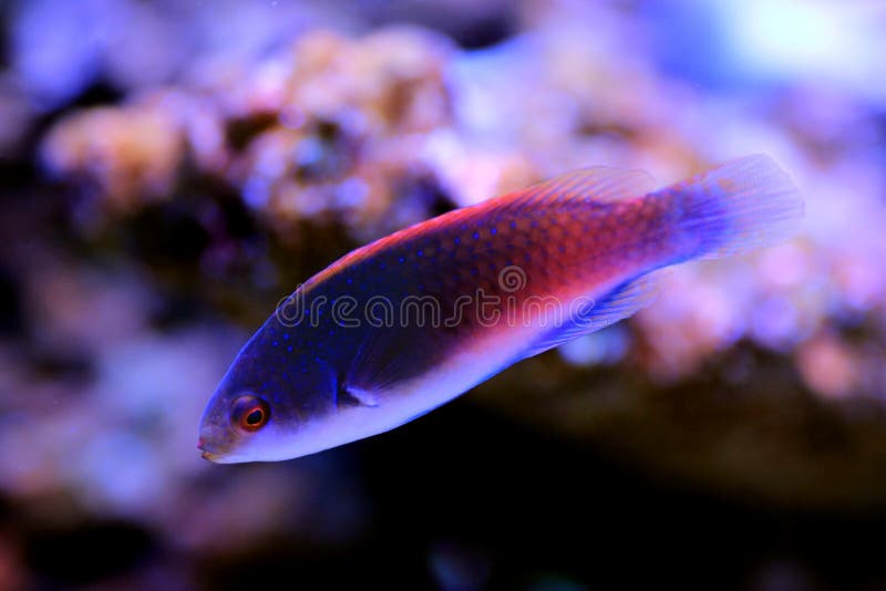 The Bluehead Fairy Wrasse is also known as the Blue Scaled Fairy Wrasse, Yellow Flanked Fairy Wrasse, Purplehead Parrot Wrasse, or the Blue Sided Fairy Wrasse. The Bluehead Fairy Wrasse is also known as the Blue Scaled Fairy Wrasse, Yellow Flanked Fairy Wrasse, Purplehead Parrot Wrasse, or the Blue Sided Fairy Wrasse.