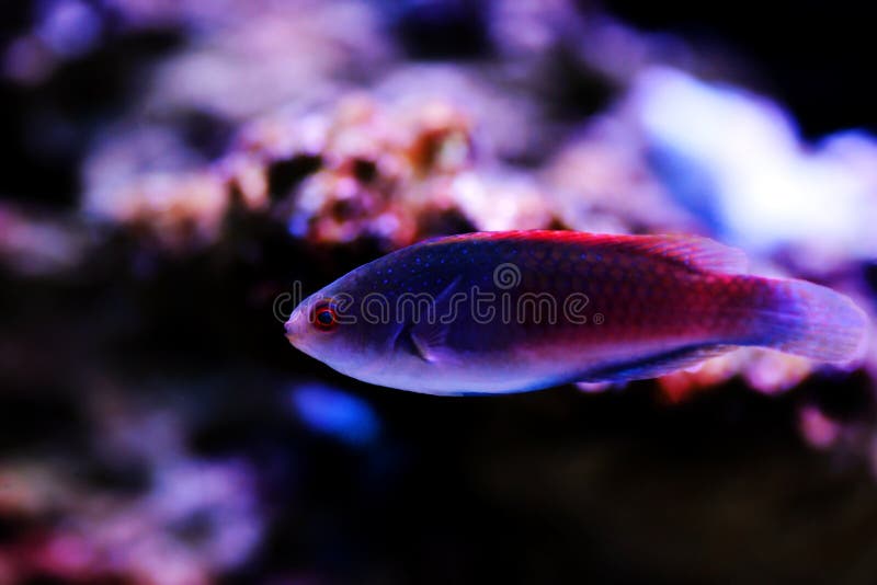 Bluehead Fairy Wrasse - Cirrhilabrus cyanopleura royalty free stock photo