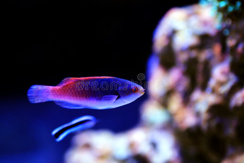 Bluehead Fairy Wrasse - Cirrhilabrus cyanopleura stock photography