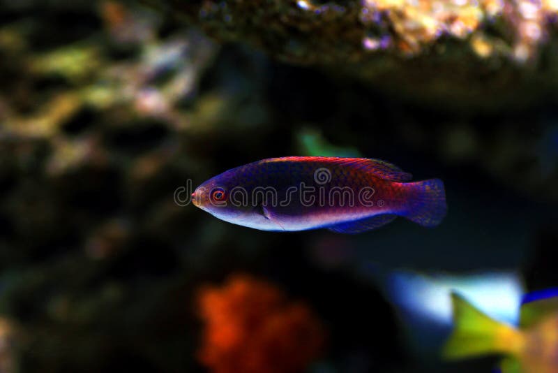 Bluehead Fairy Wrasse - Cirrhilabrus cyanopleura royalty free stock photography