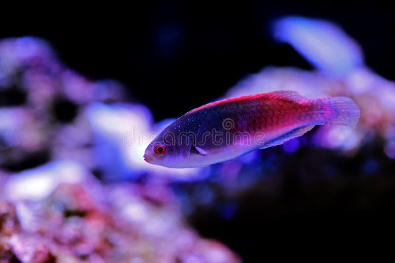 Bluehead Fairy Wrasse - Cirrhilabrus cyanopleura royalty free stock images